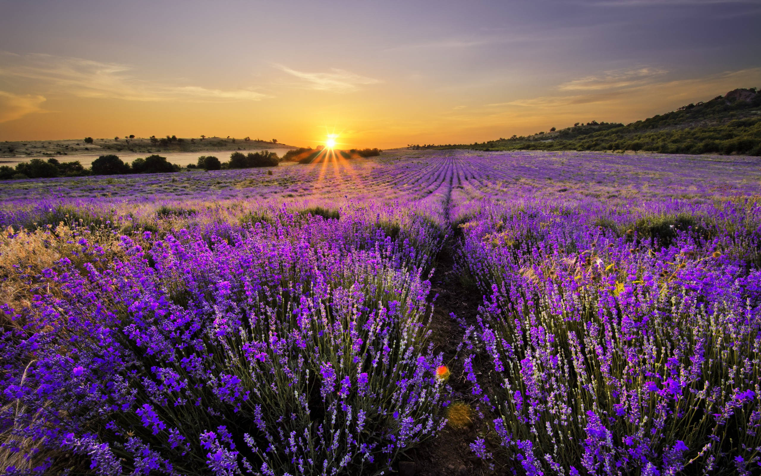 Lavender Desktop Wallpaper