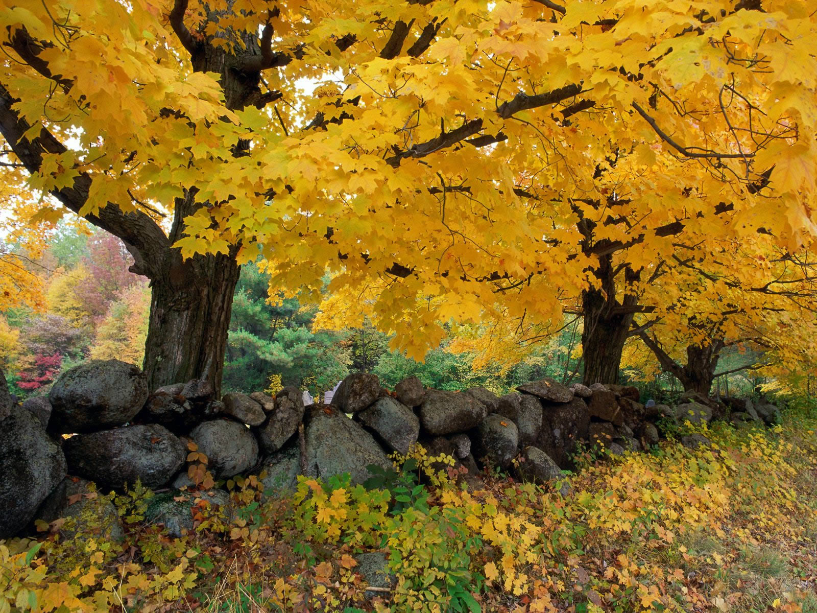  Golden Season In New England   Nature Wallpaper Image featuring Autumn