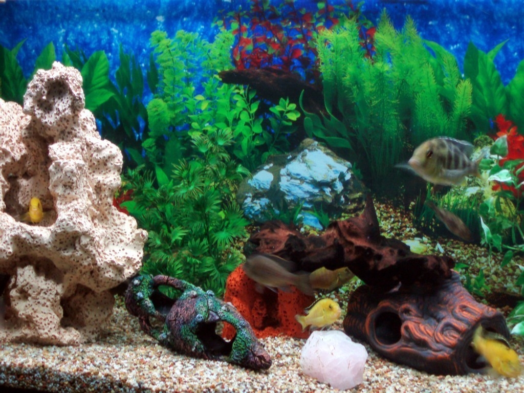 Aquarium Desktop