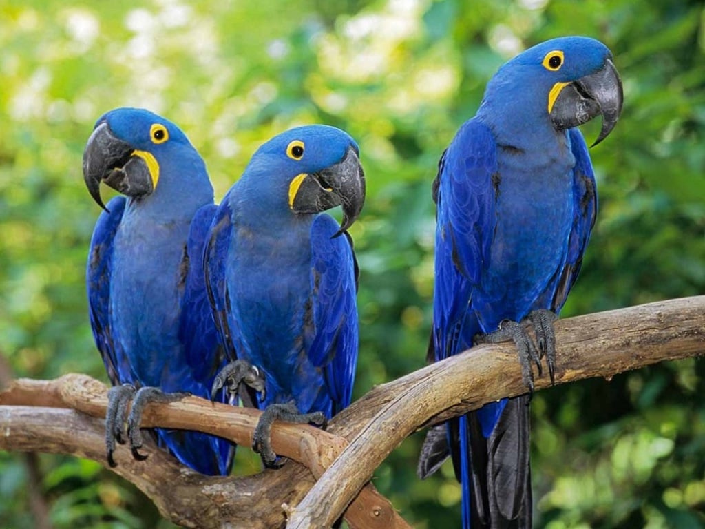 Beautiful Bird Macaw Parrot Pic12