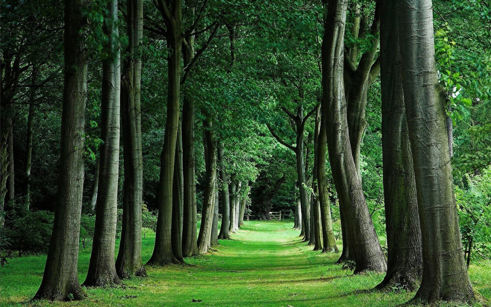 Green Forest Wallpaper