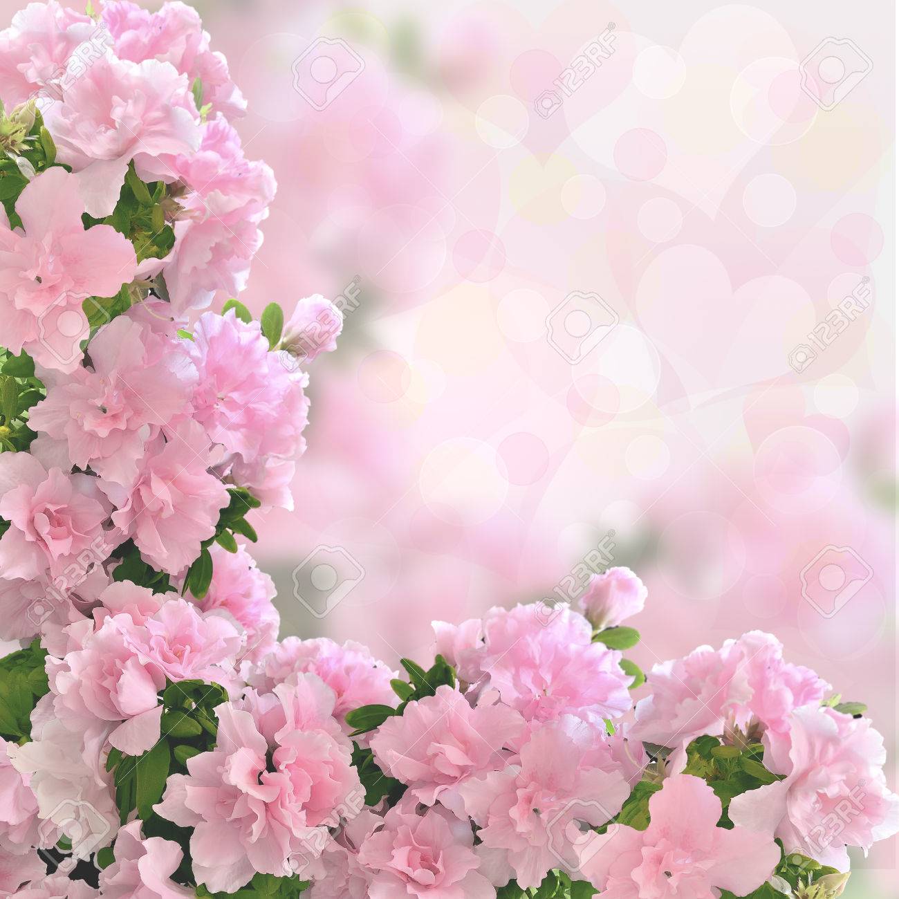 Pink Azalea Flowers Romantic Background With Bokeh Light