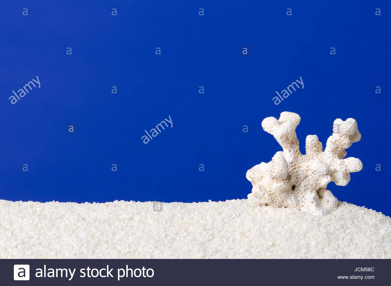 White Coral On Sand With Ultramarine Background Small