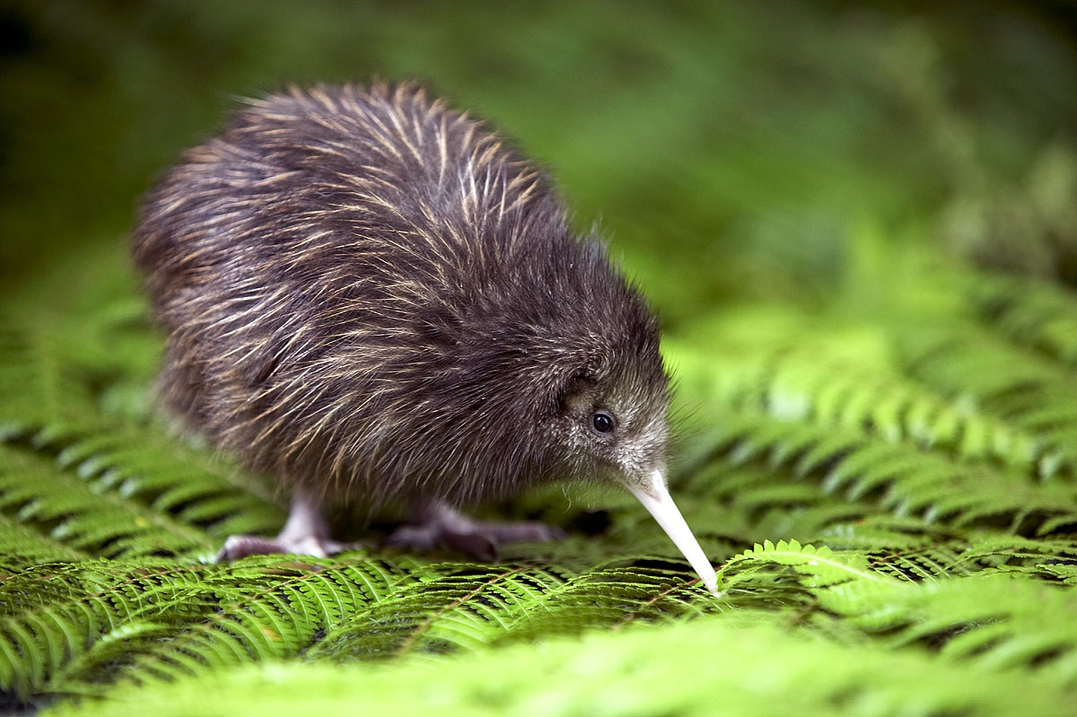 Little Kiwi Is Sitting Position In Grass Wallpaper Pitcher Image