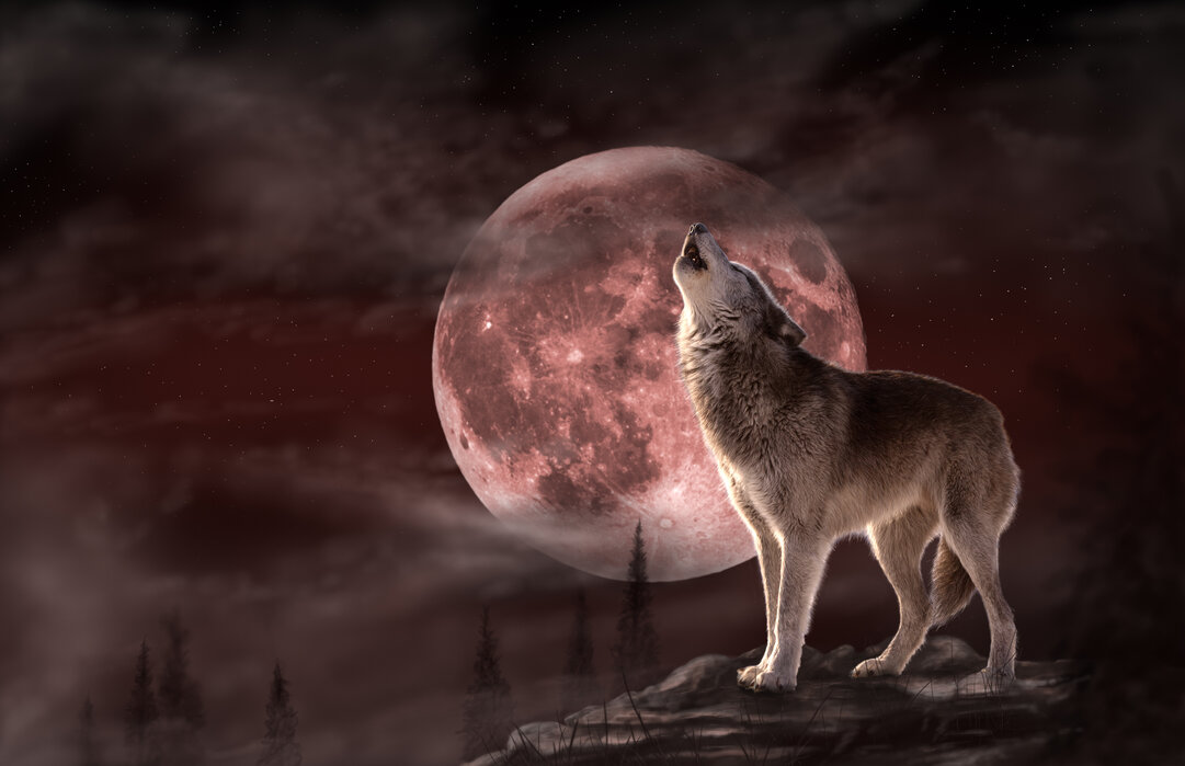 Wolf Moon wall murals online Photowall