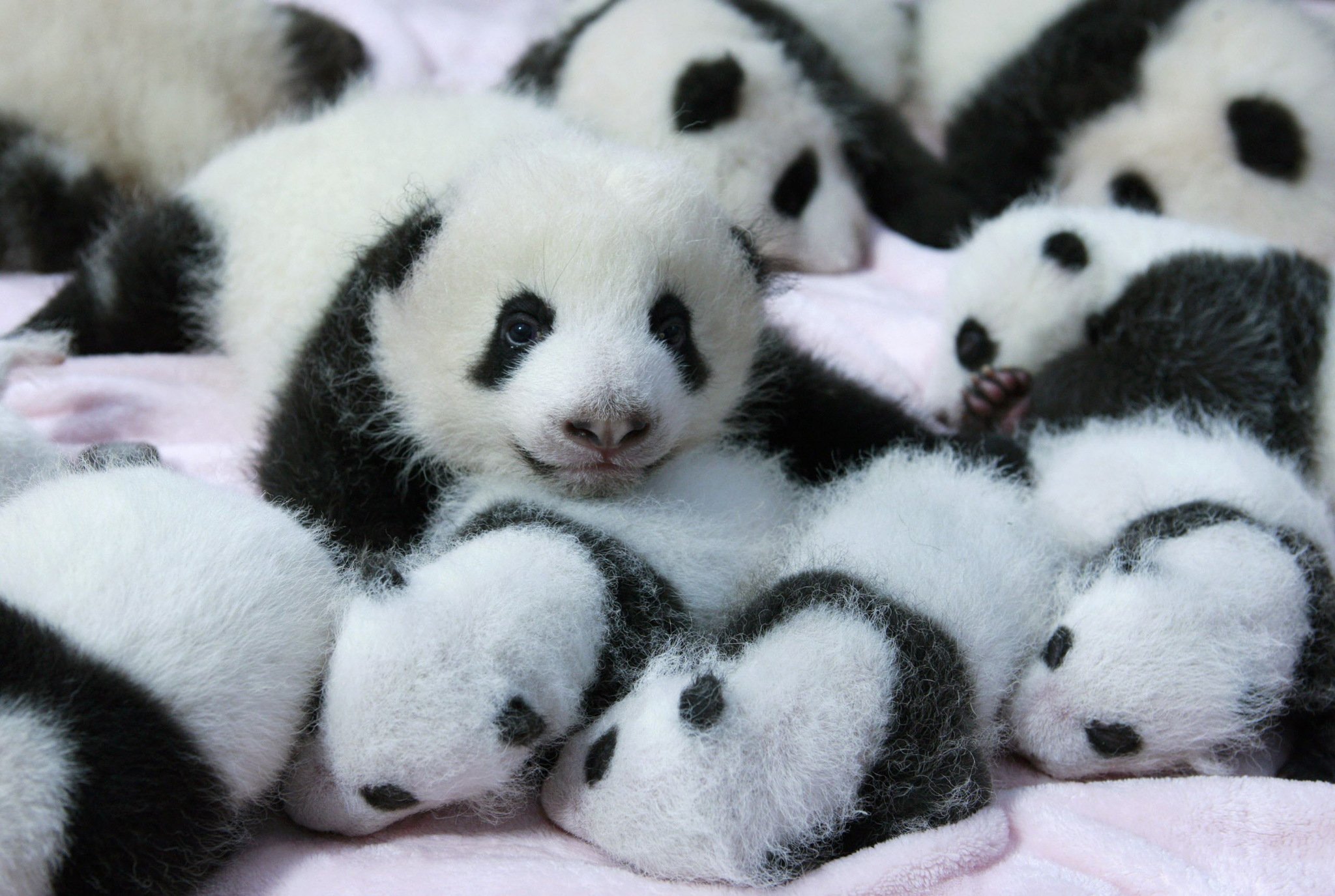 Panda Pandas Baer Bears Baby Cute Wallpaper