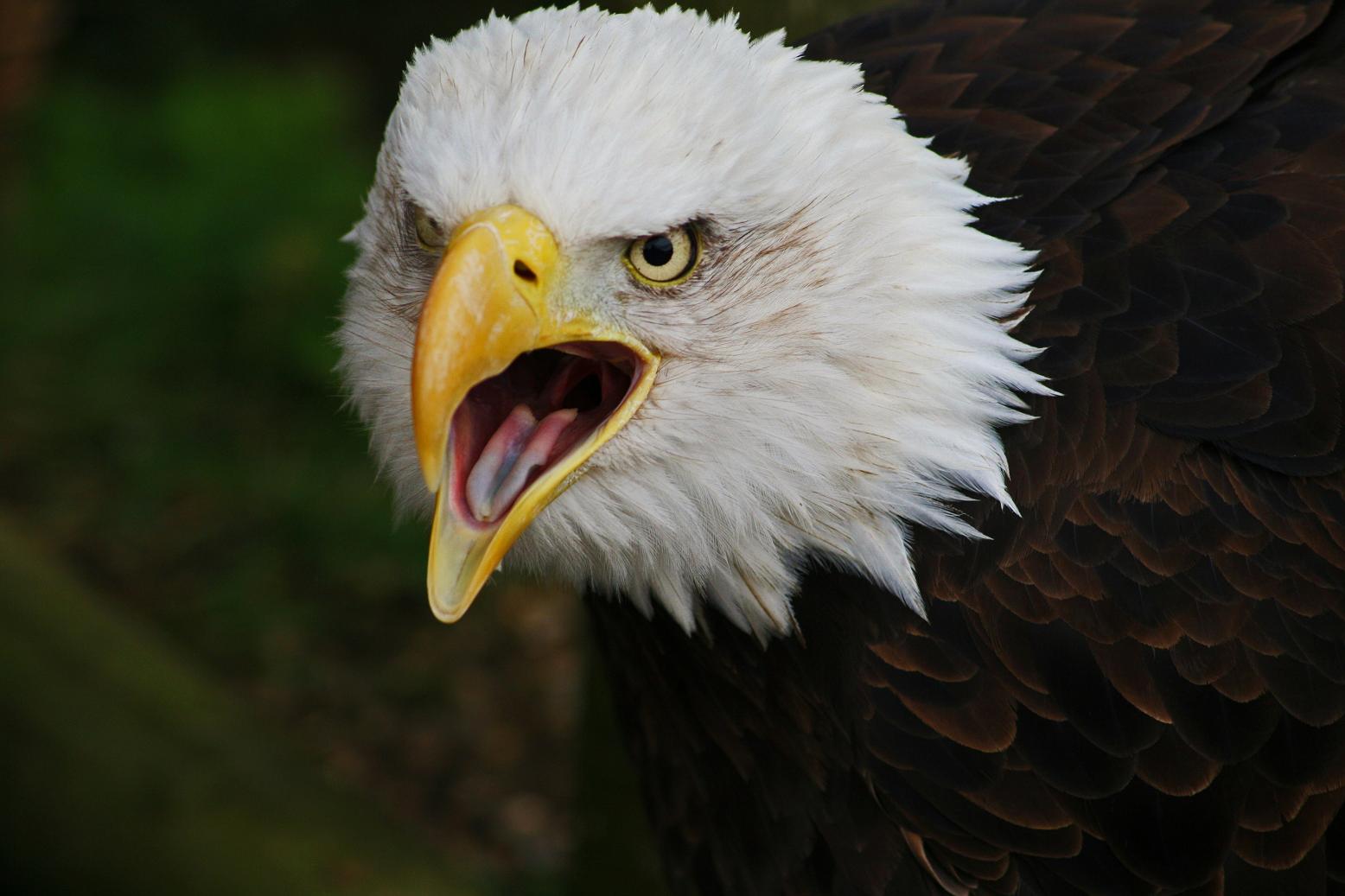Angry Alaskan Bald Eagle Desktop Wallpaper