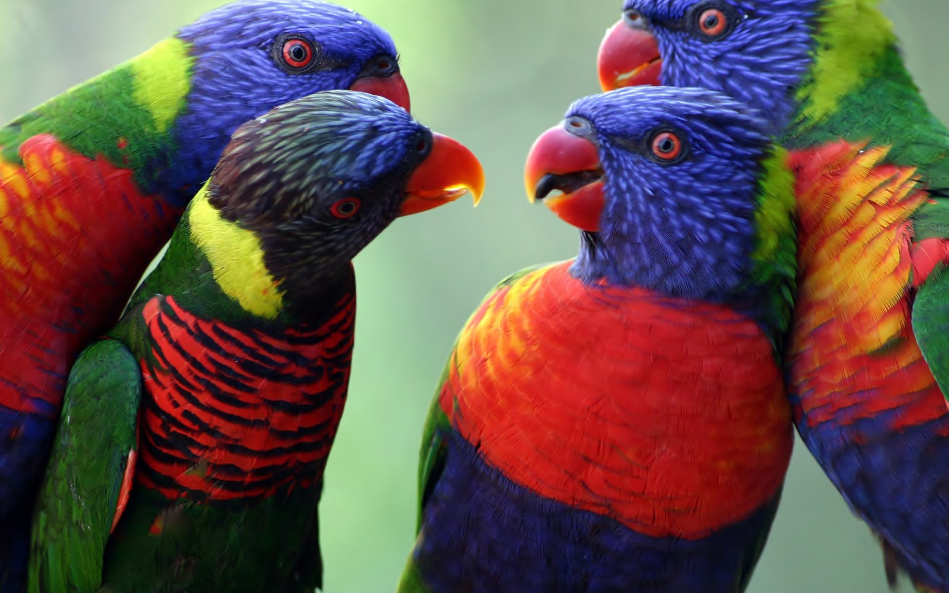 Rainbow Lorikeet HD Wallpaper Background Image Id