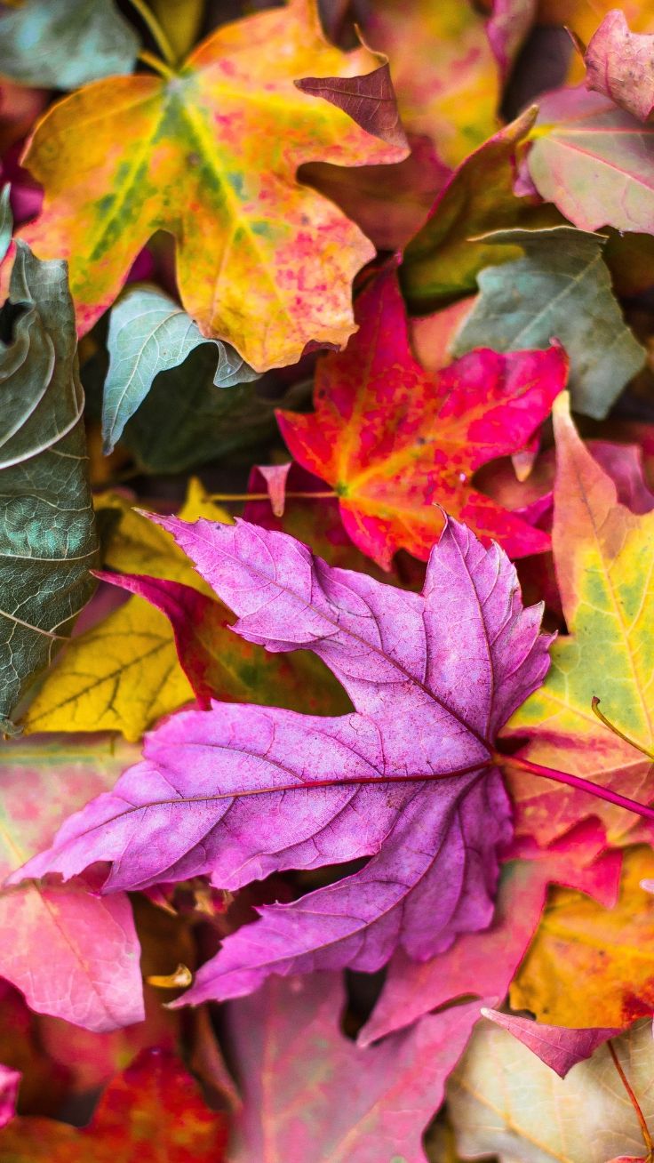 iPhone Wallpaper To Fall In Love With Autumn Preppy