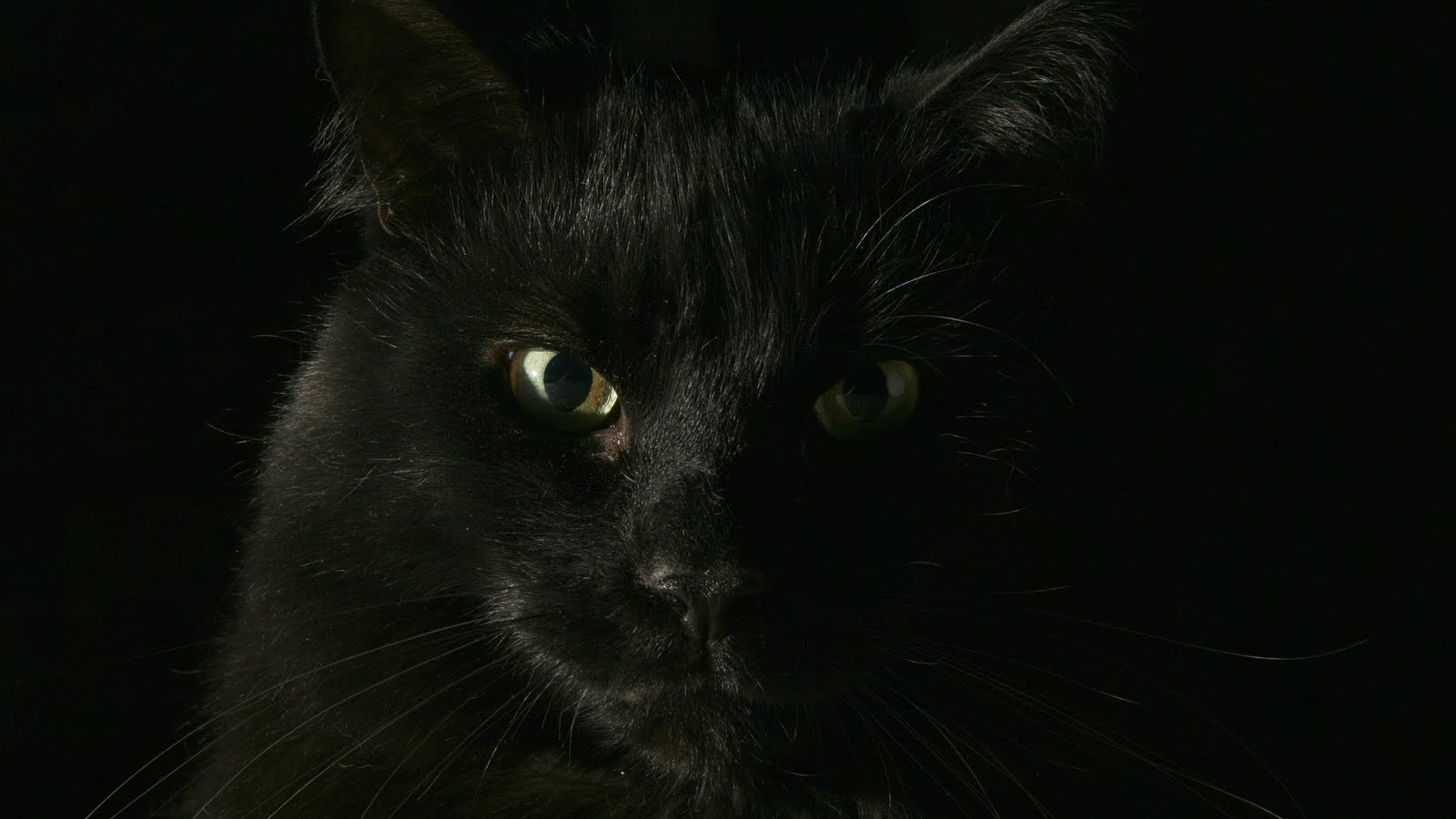 Black cat eyes in the dark furry animals HD Wallpaper The Wallpaper 1600x900