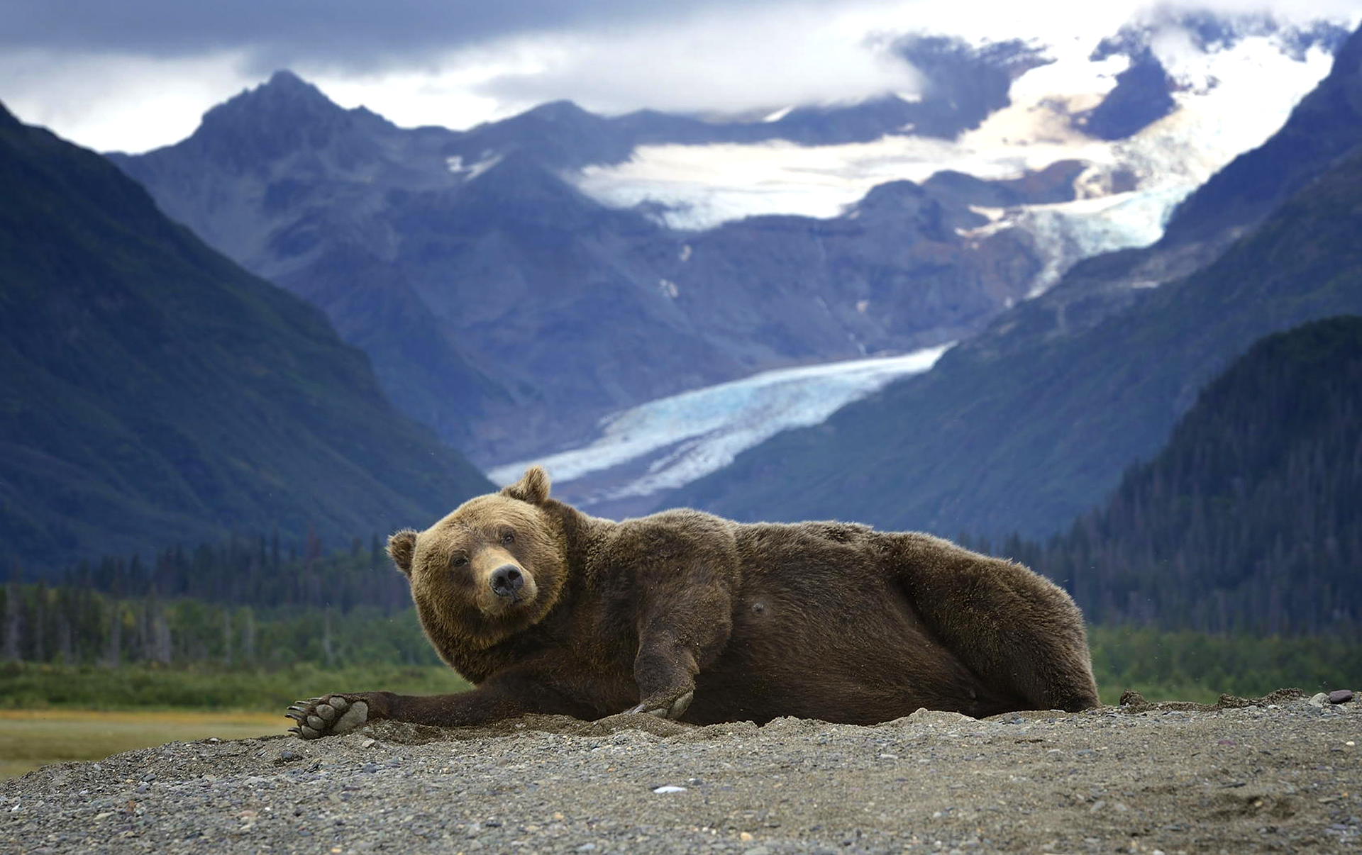 Wallpaper Bear Grizzly Predator Lies Mountain Alaska