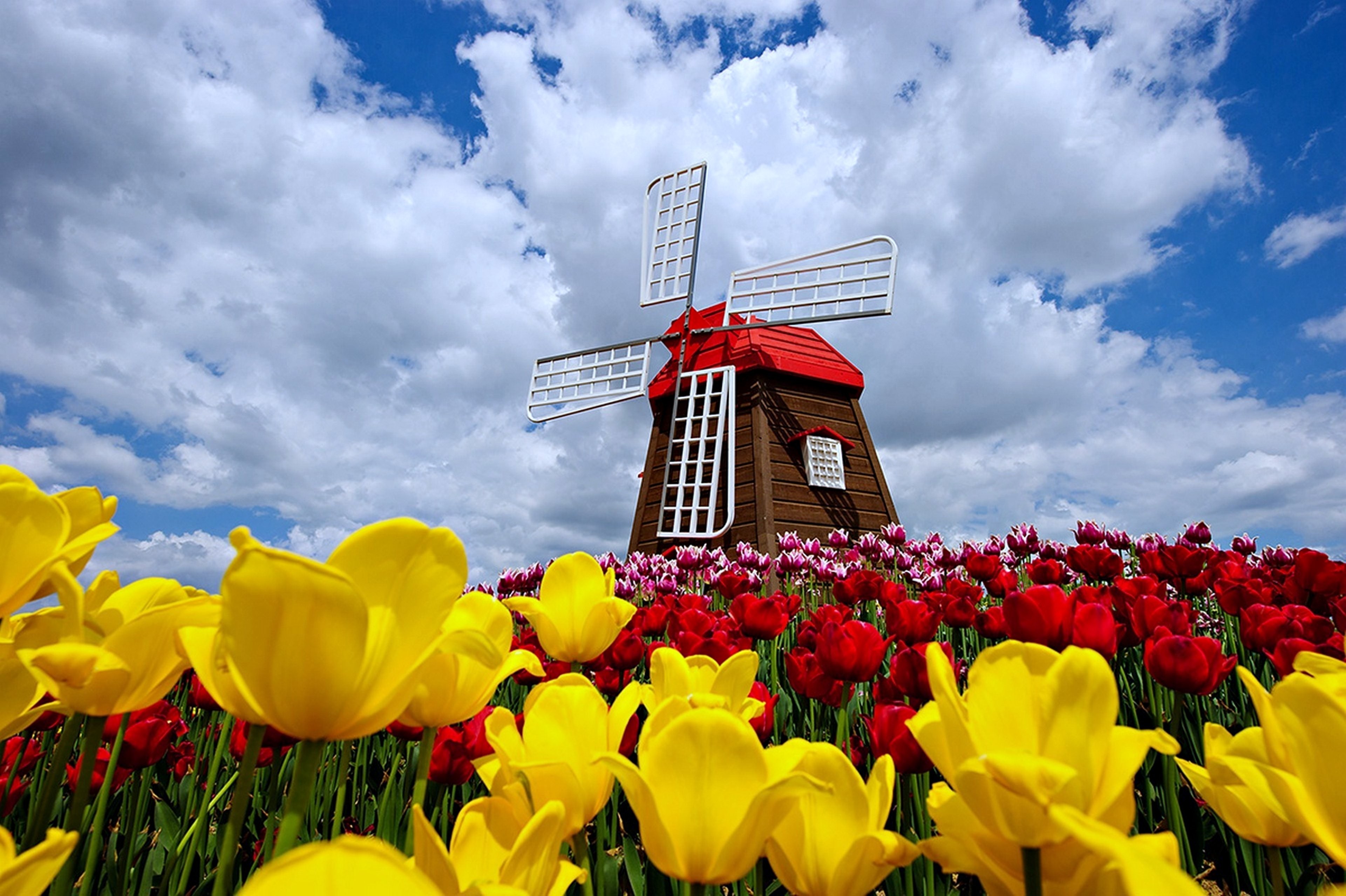 Nature Windmill Sky Clouds Spring Flowers Tulips