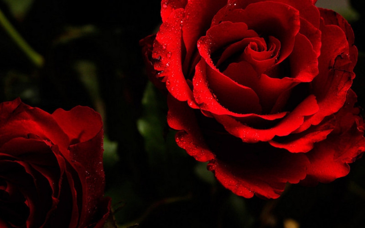 Red Rose Roses Jpg