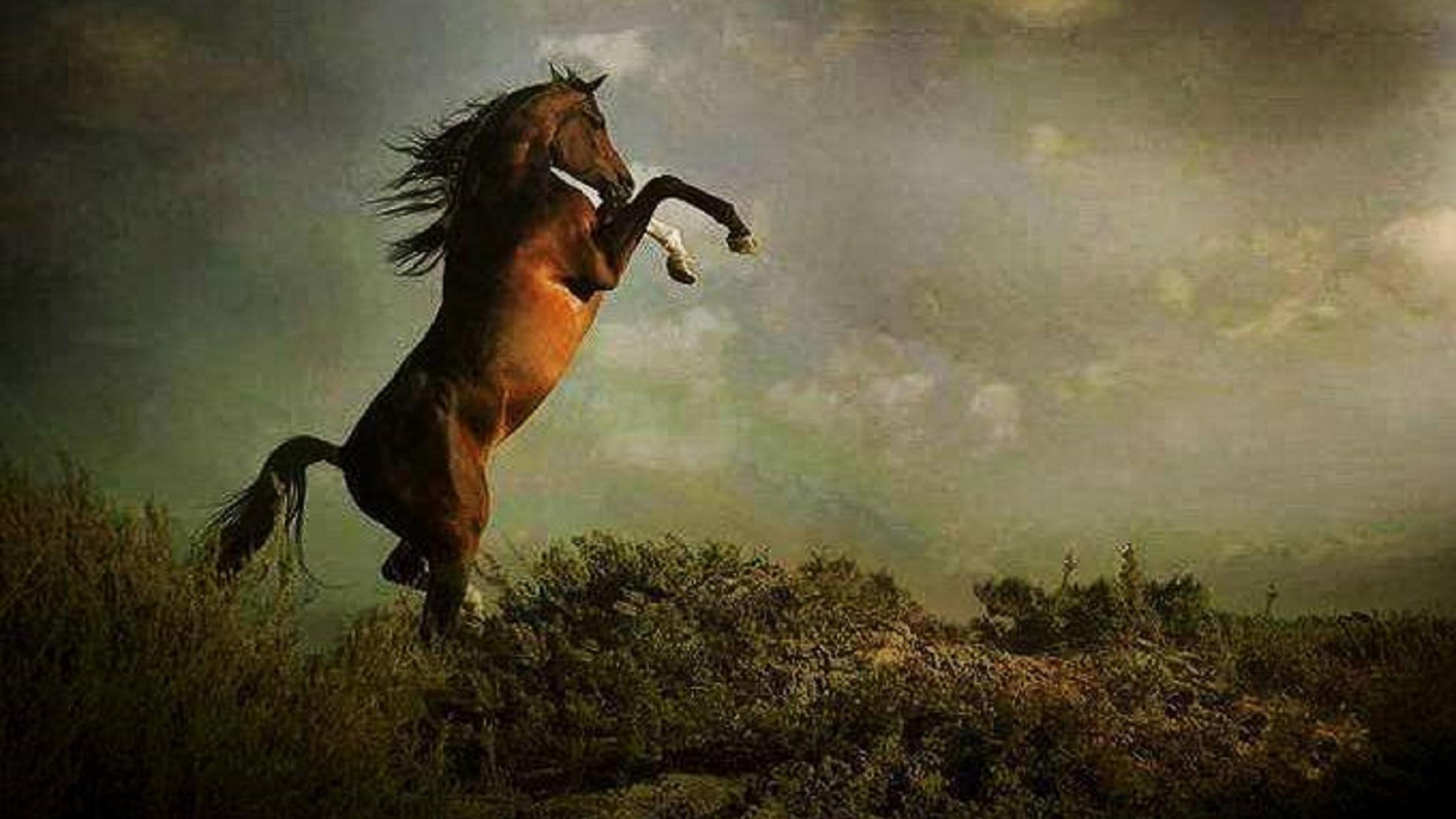 Horse Painting Wallpaper Pictures Image