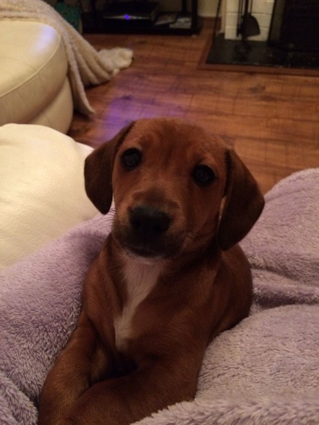 Dachshund Beautiful Girl Jack Russell For Sale Bd Add Cross