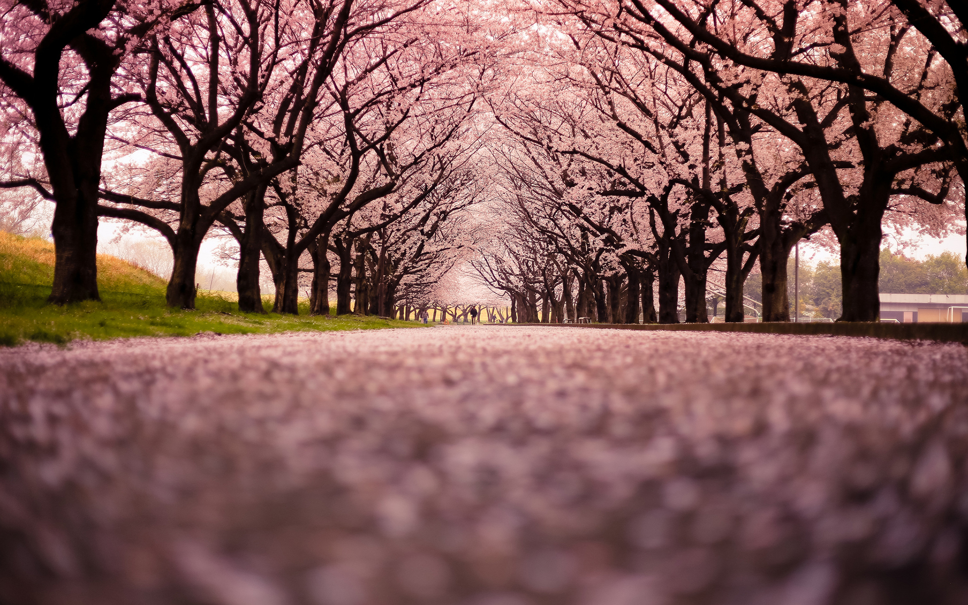 Cherry Blossom Flowers Tree Path Trail Wallpaper Background