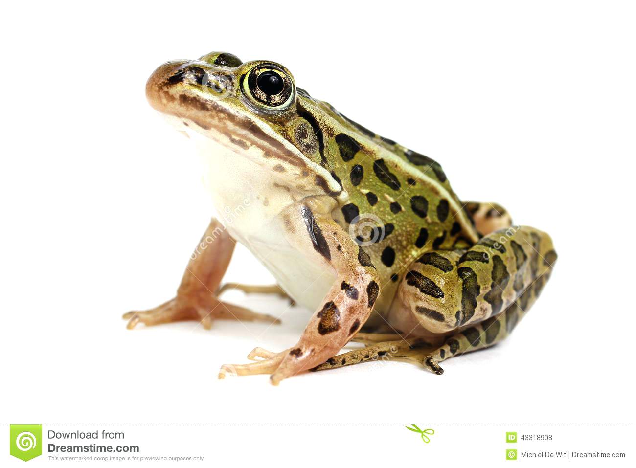 Leopord Frog Northern Leopard On A White Background