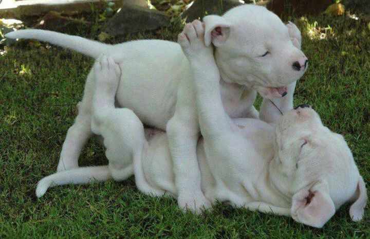 Best Image About Dogo Argentino