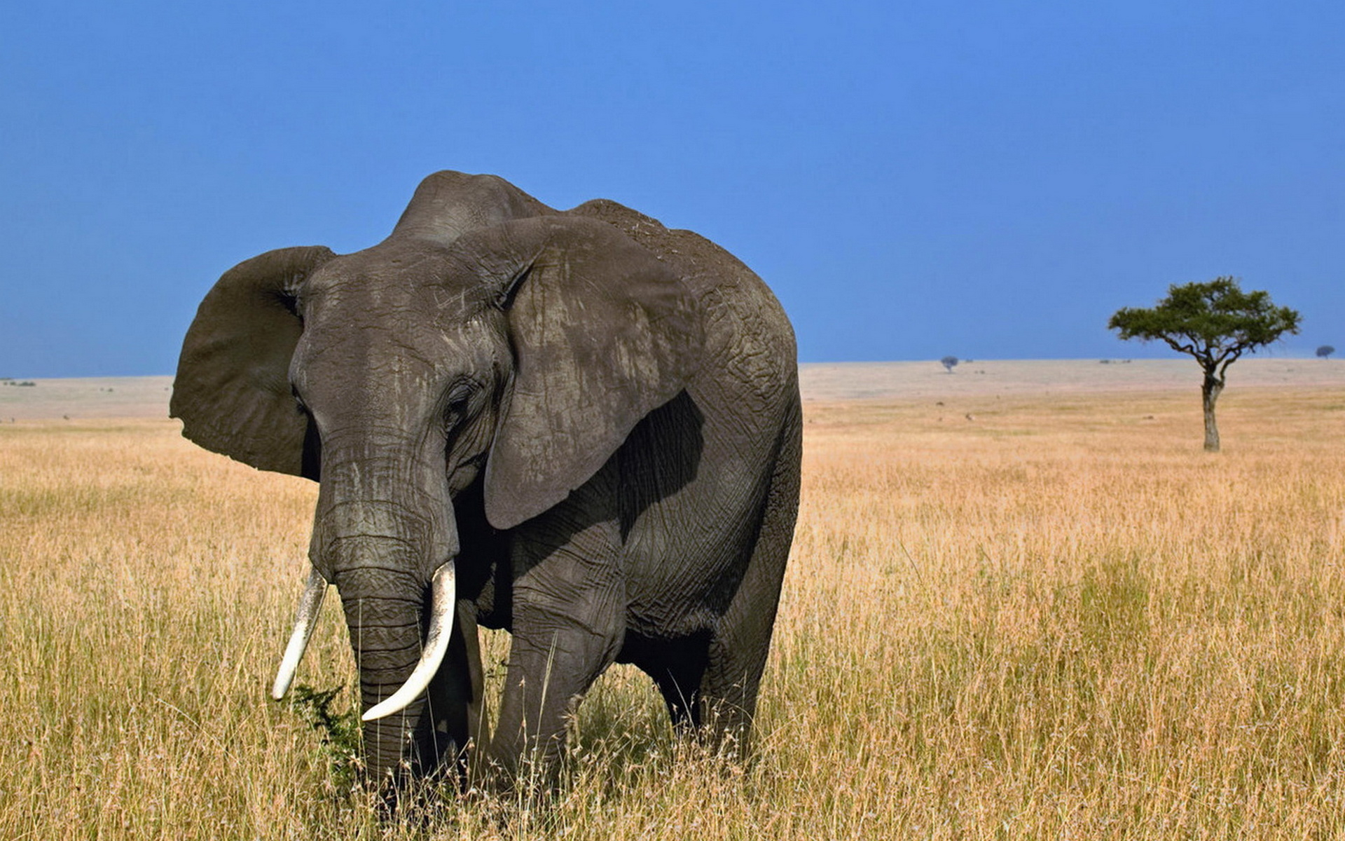 African Elephant In Noding Wallpaper And Image
