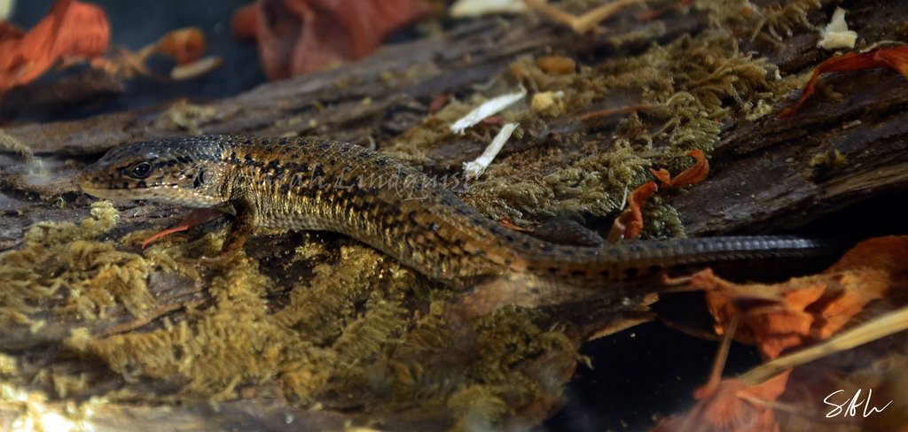 Northern Alligator Lizard By Azurewindproductions On