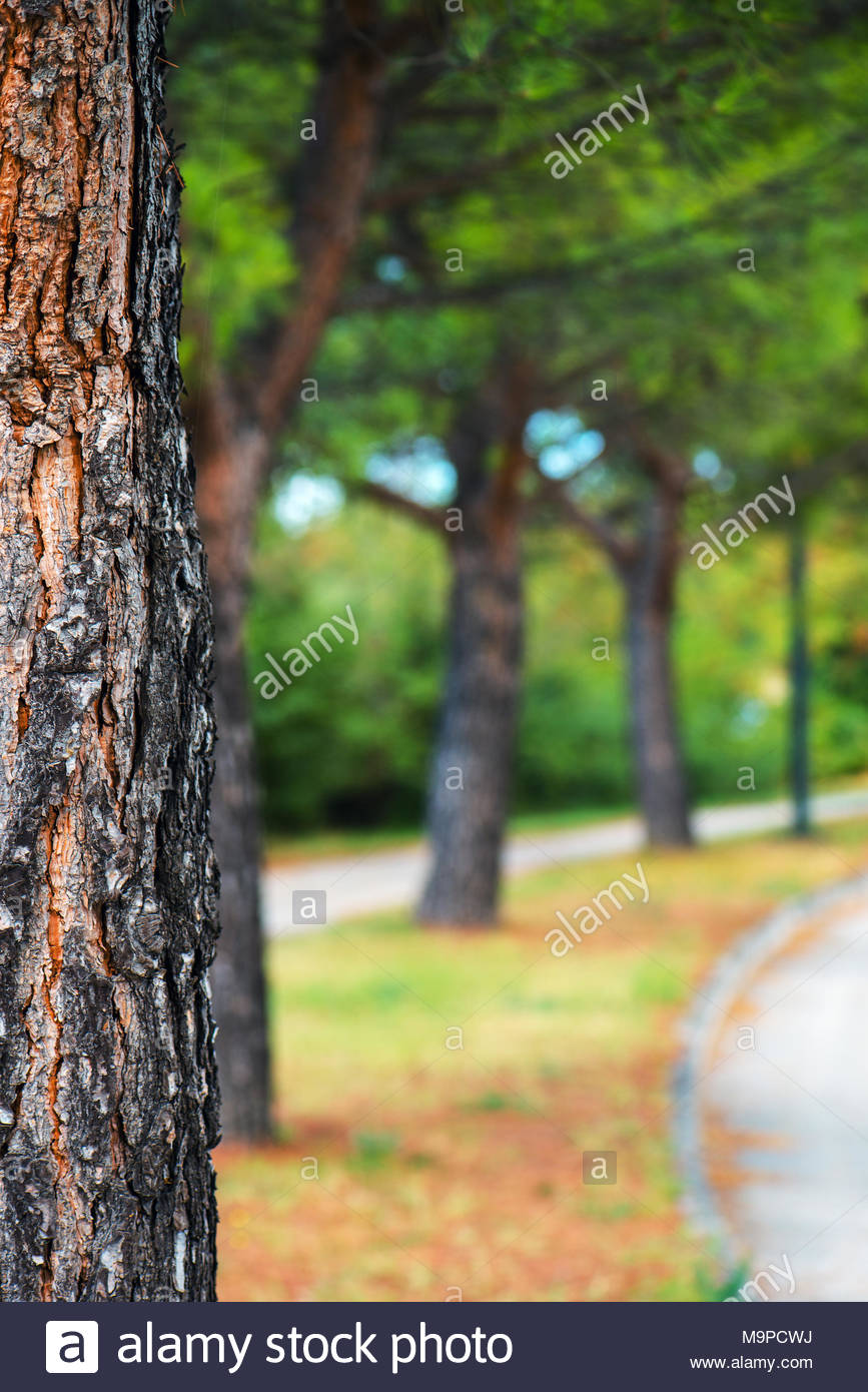 Park Tree And Defocused Blur Background Abstract Summer