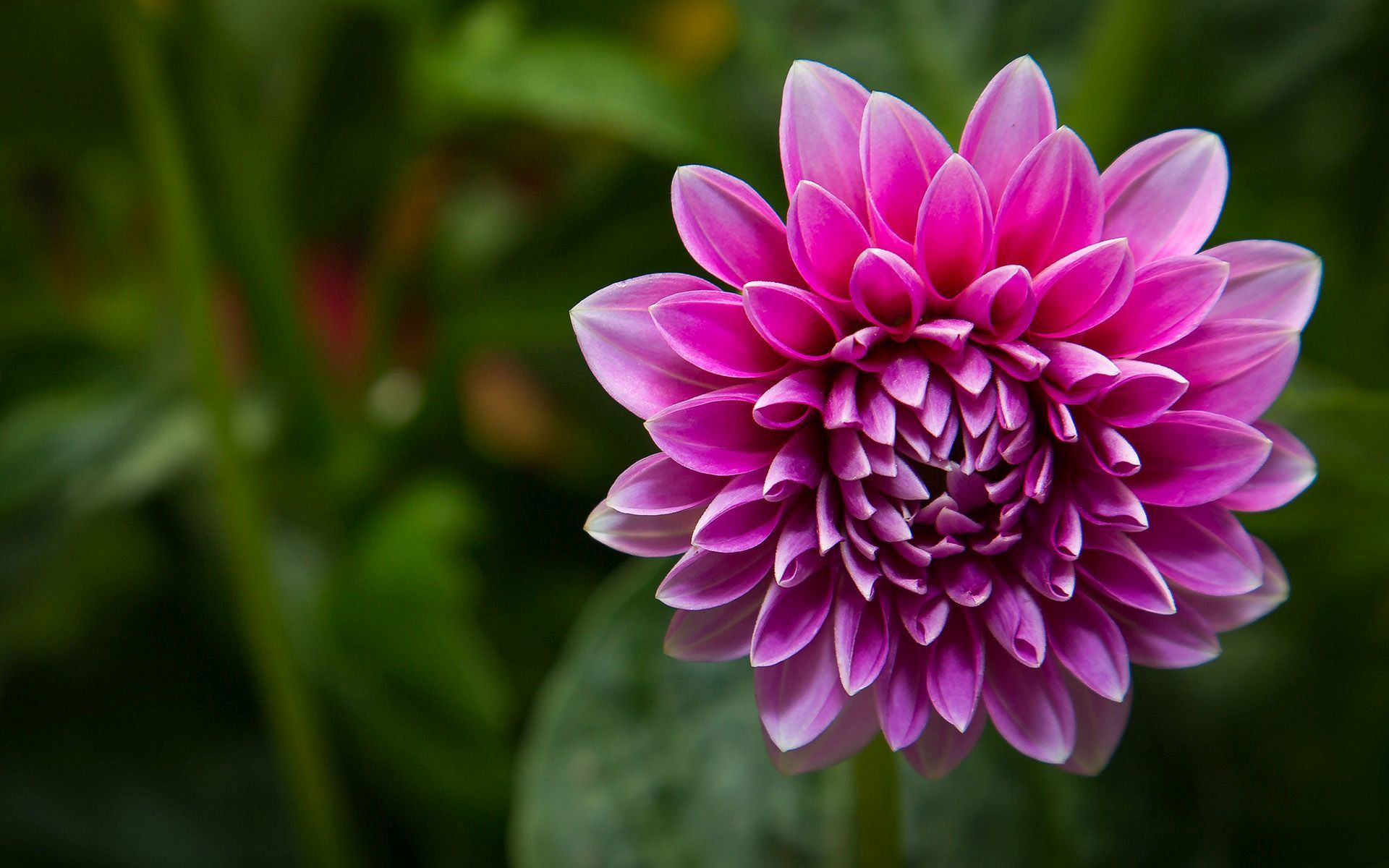 Free Download Cute Dahlia Flower Hd Wallpaper 1667 Wallpaper Themes 19x10 For Your Desktop Mobile Tablet Explore 67 Dahlia Wallpaper Dahlia Flower Wallpaper Serena And Lily Dahlia Wallpaper