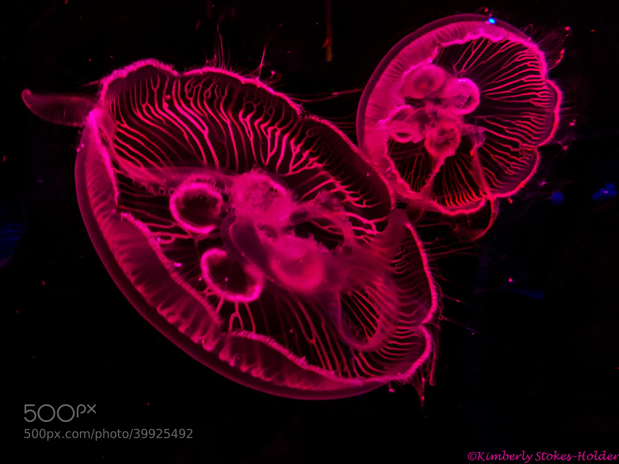 Pink Jellyfish Wallpaper Hot Jelly Fish By