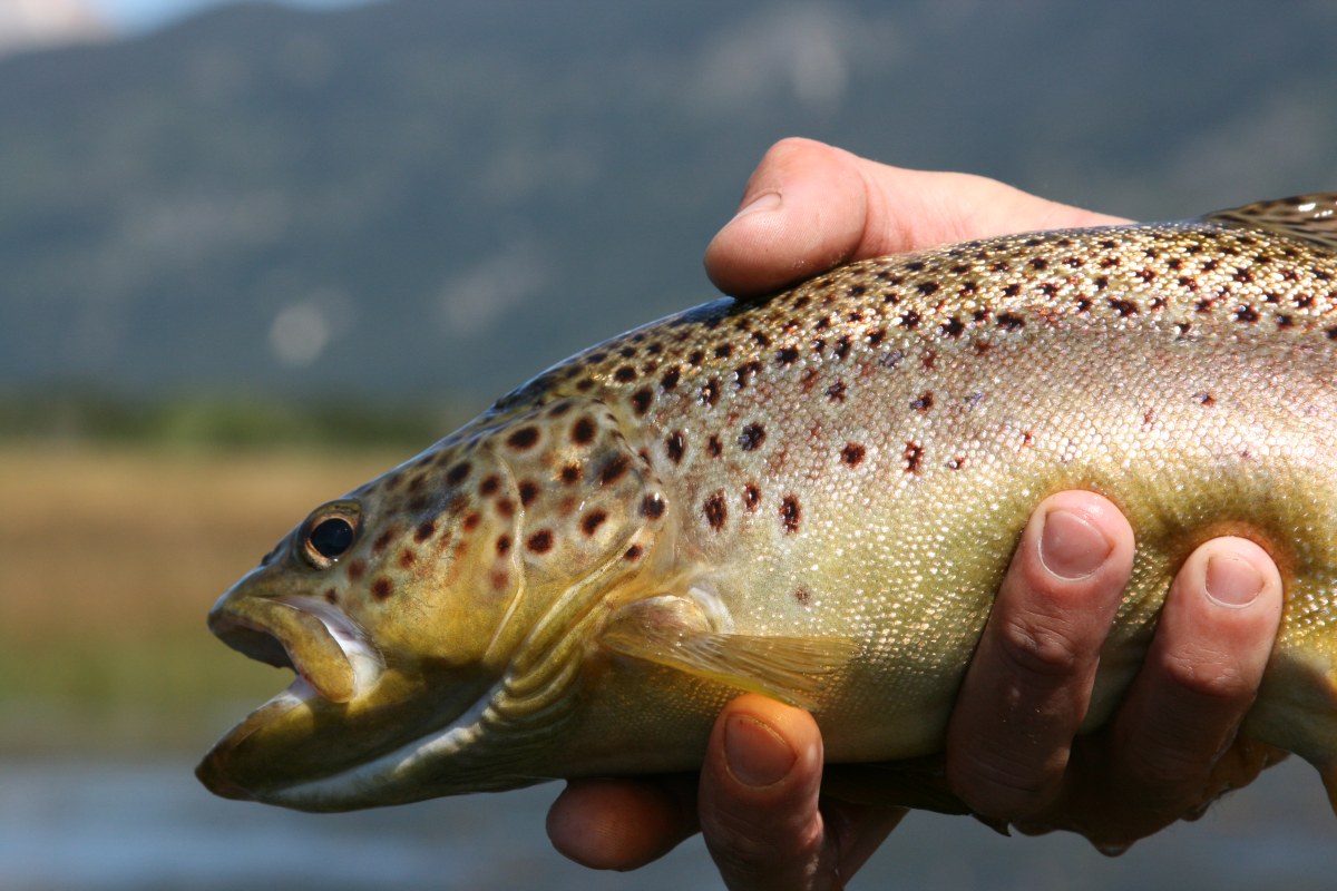 Trout Fly Fishing Wallpaper Brown