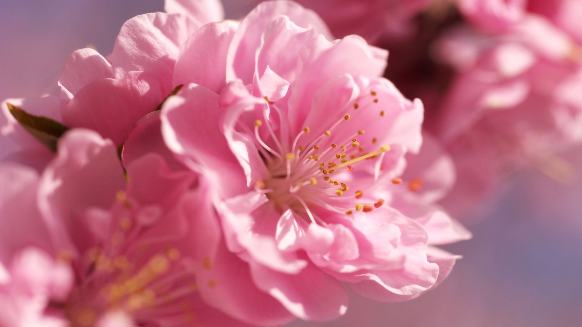 Cherry Blossom Nature Id Buzzerg