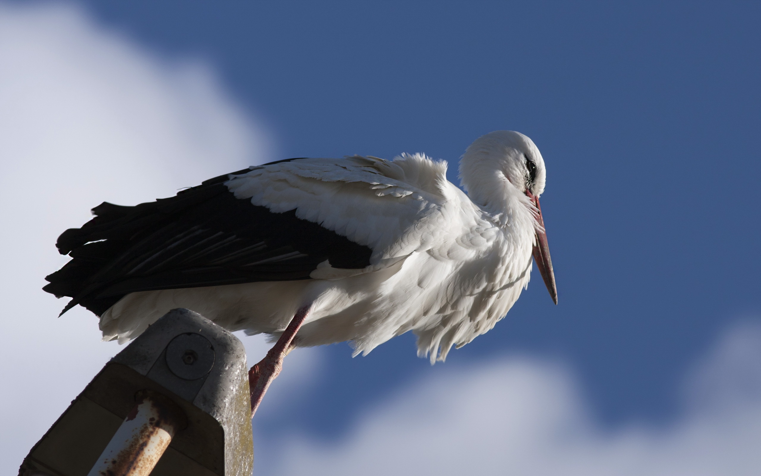 White Stork Full HD Wallpaper And Background
