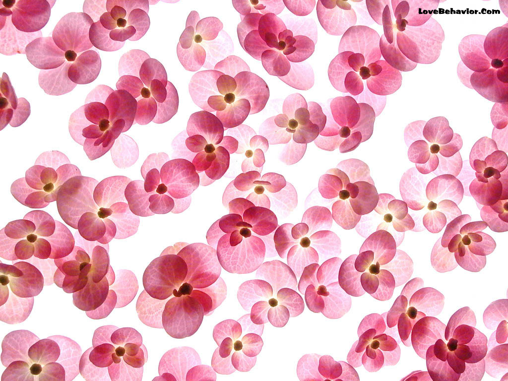 HD Flower Wallpaper Cute Flowers