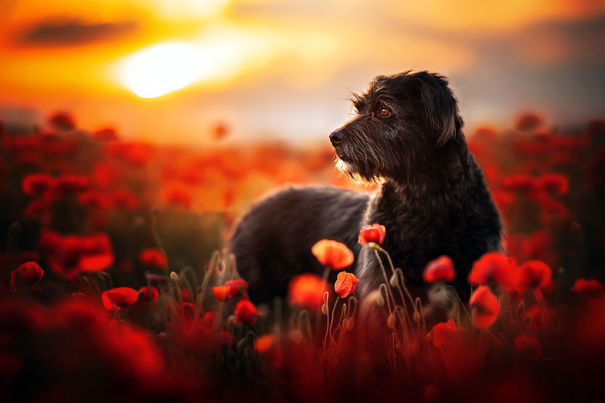 Large Dogs Wallpaper HD