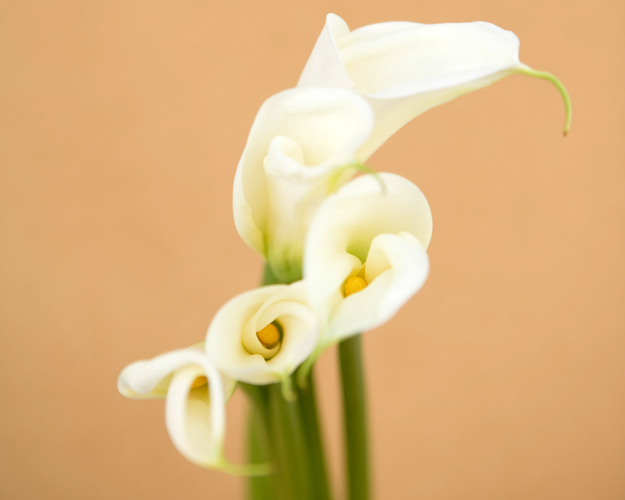 Calla Lily Desktop Flower Pictures Image Background HD