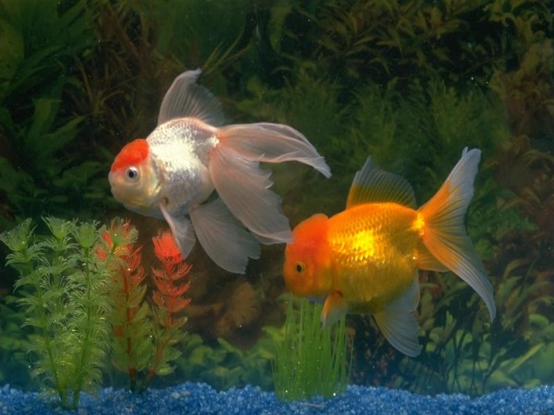 goldfish aquarium wallpaper