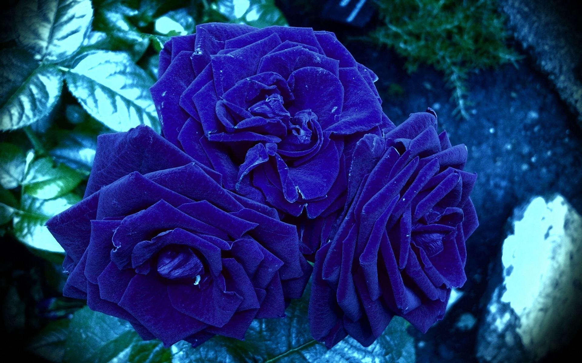 Blue Rose Wallpaper HD
