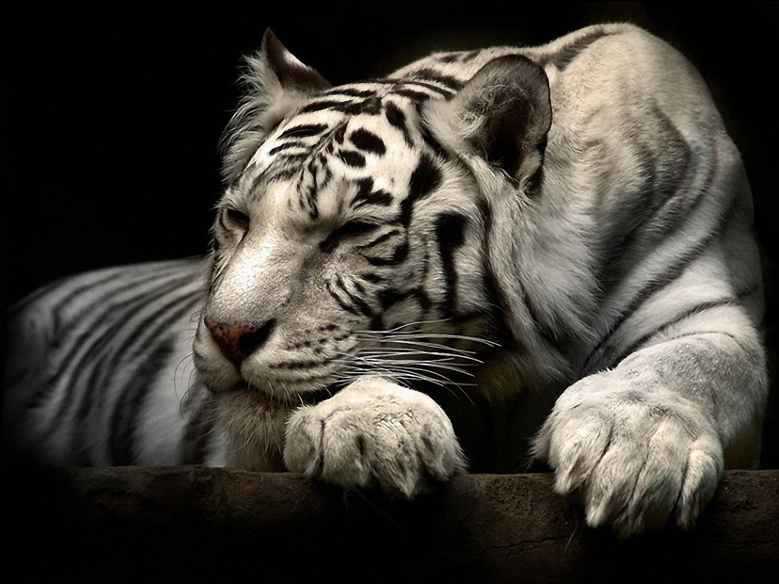 HD Wallpaper Best Ever White Tiger