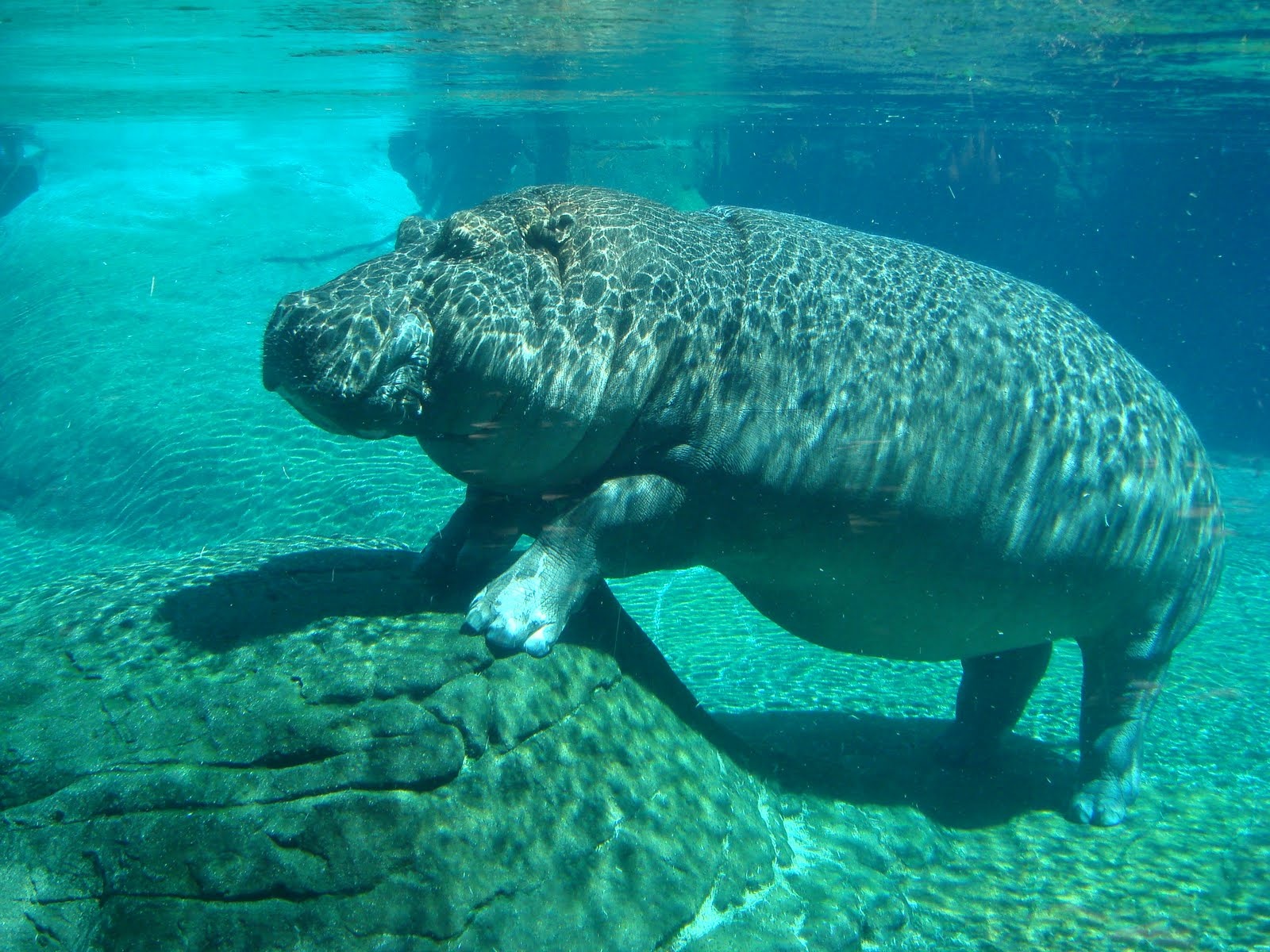 Underwater Hippo Wallpaper
