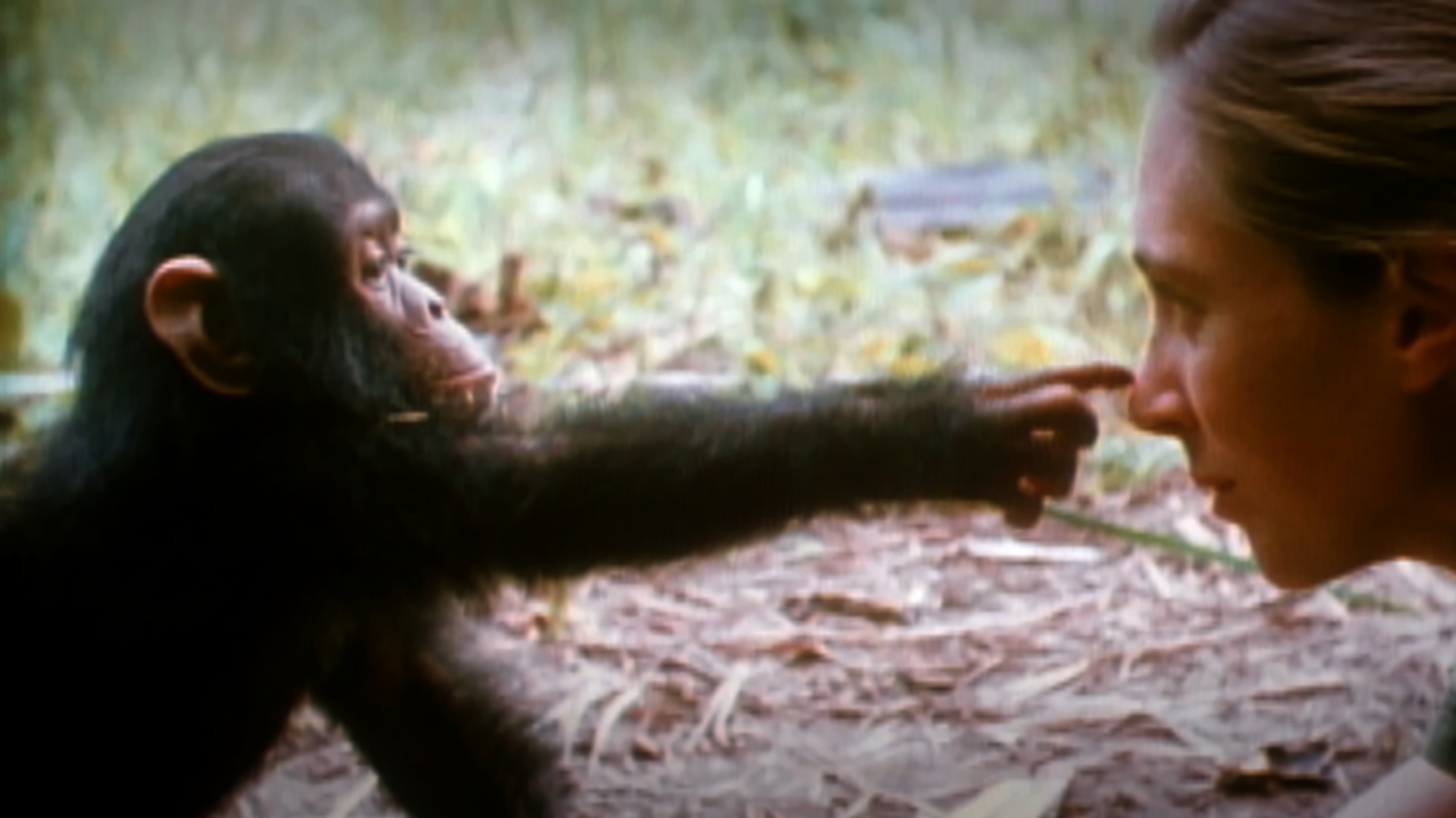Quotes About Jane Goodall Chimpanzees