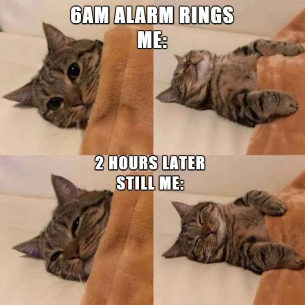 Cat Meme Picture Wallpaper