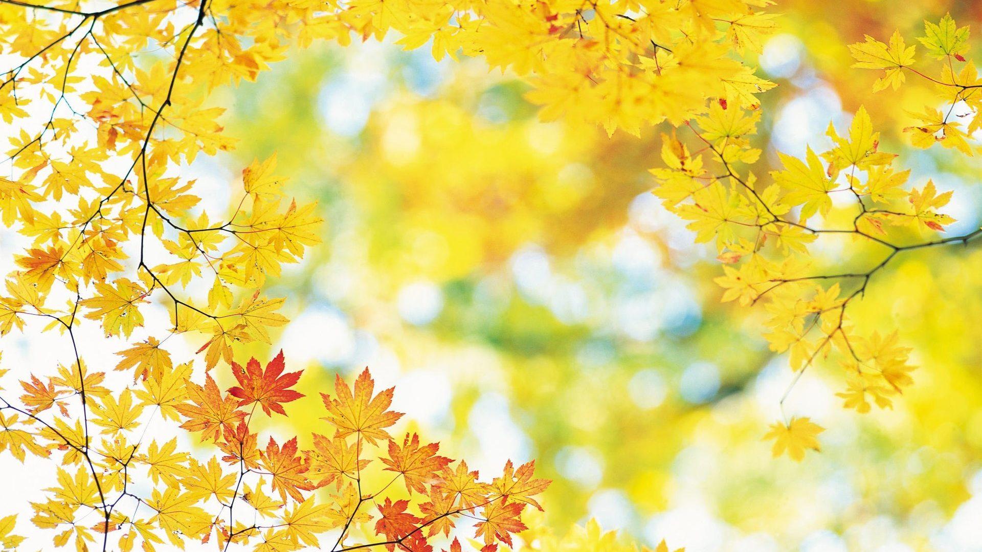 Forests Natural Leaves Gesture Yellow Smiling Fallen Making