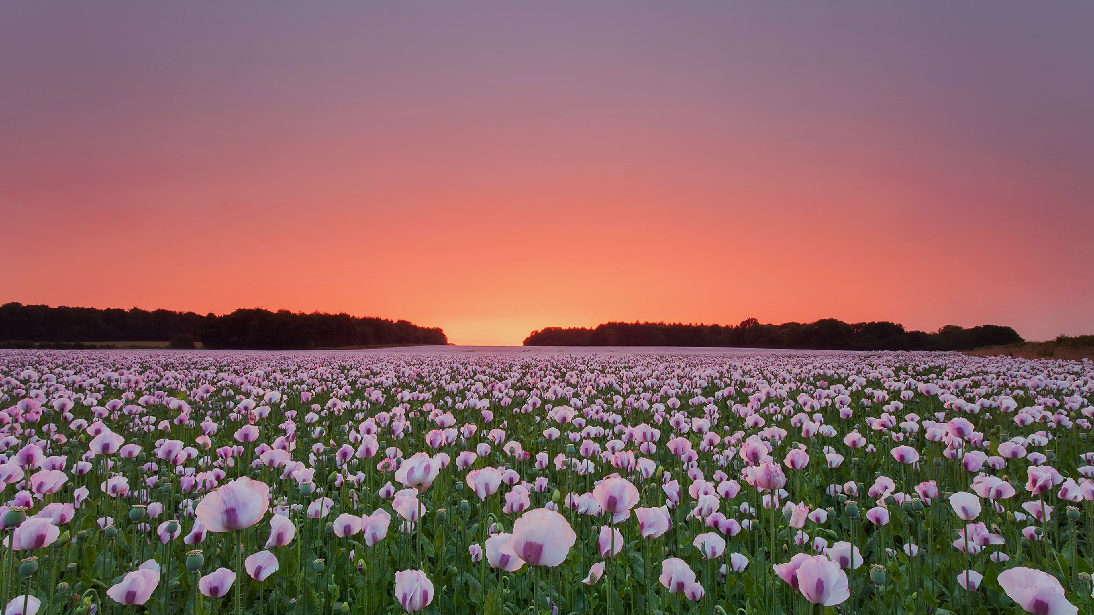 Poppy Flowers Field 4k HD Wallpaper Image Photos And Picture