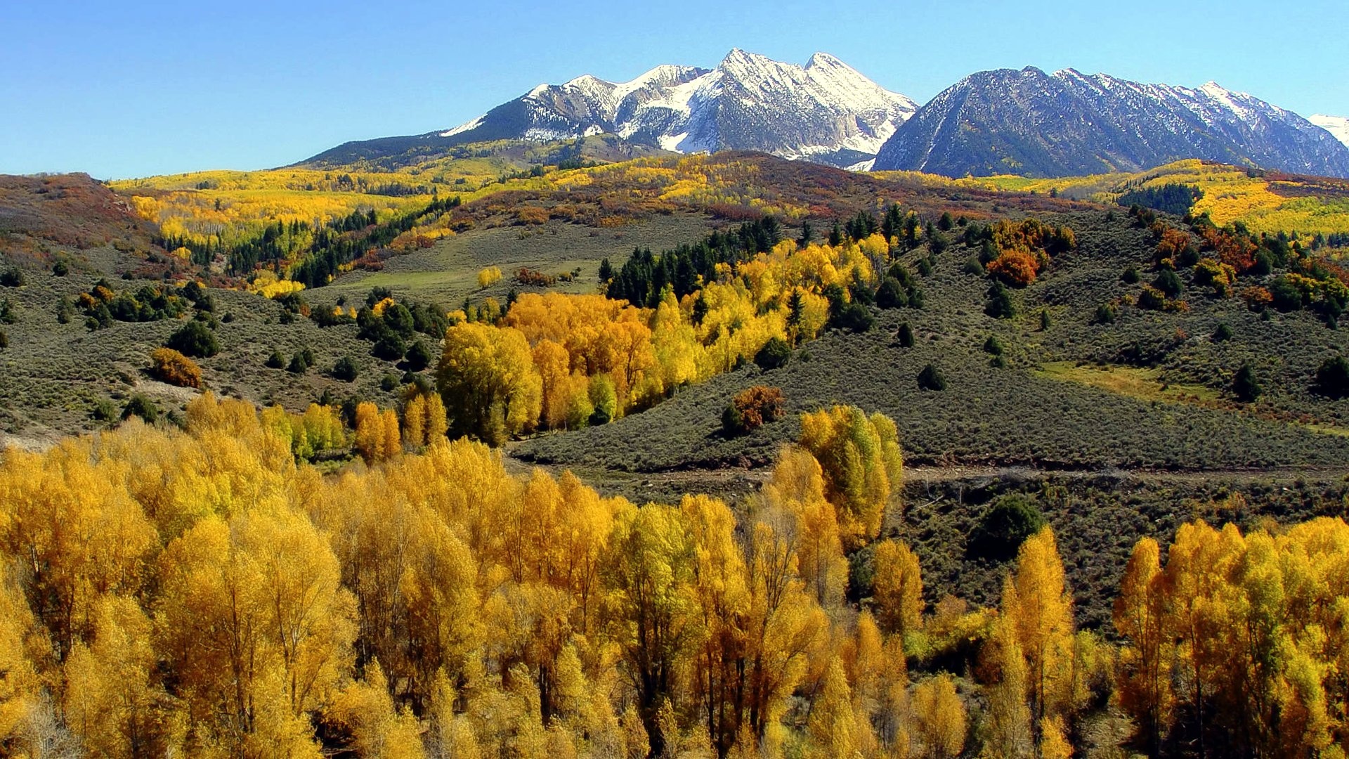 Yellow Aspen Vista Colorado Wallpaper