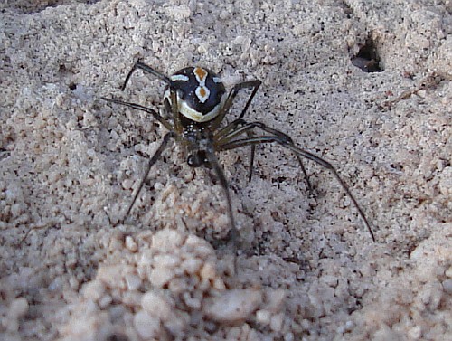Animals Wallpapers black widow spider