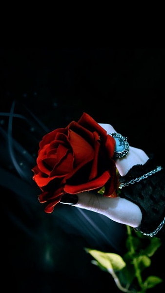 Red Rose Mobile Phone Wallpaper PhonePict 338x600
