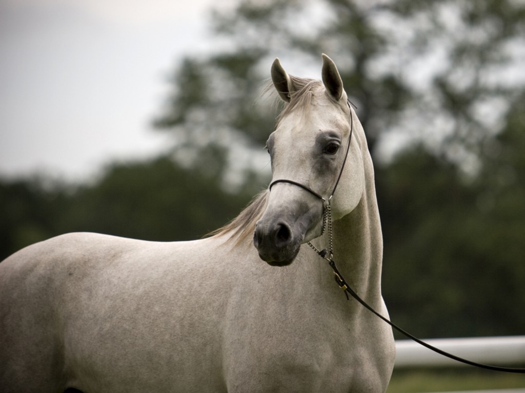 Arabian Horse Beautiful White