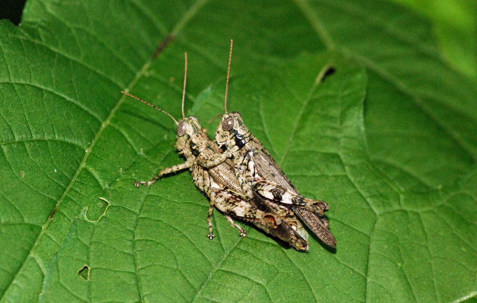 Mobugs Slender Grasshopper