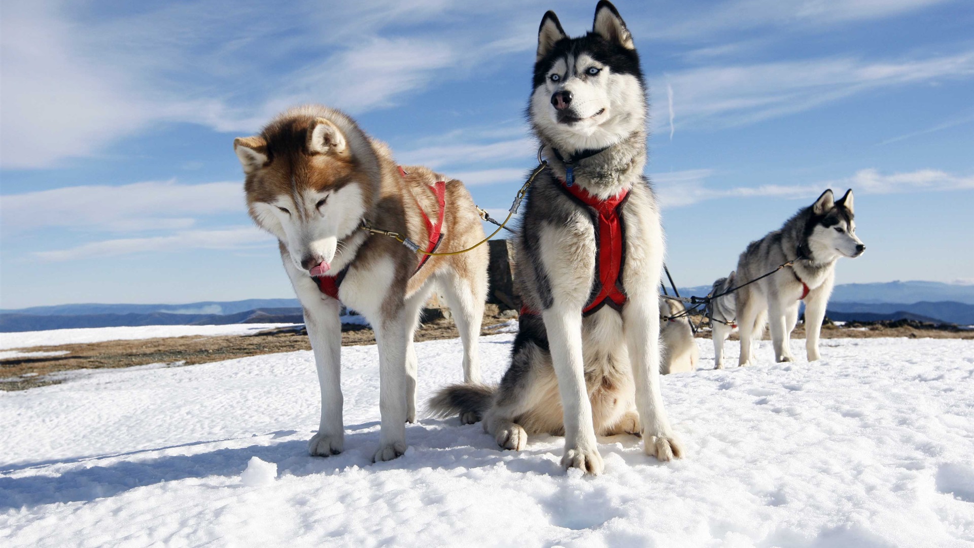 Wallpaper Dog Sledding Snow Sky Cold HD Picture Image