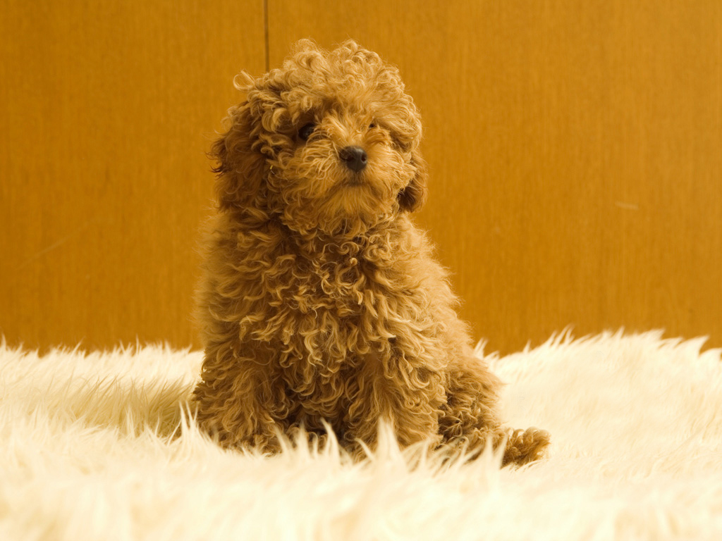 Picture Animal Poodle Cute Pet Dog