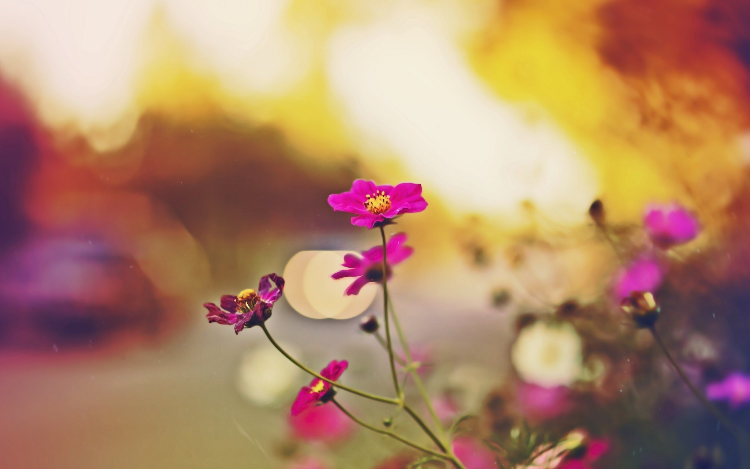 Flowers Nature Wallpaper HD