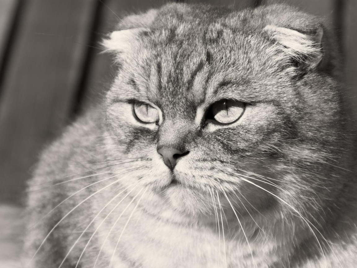 Grumpy Scottish Fold cat black and white photo Desktop wallpapers